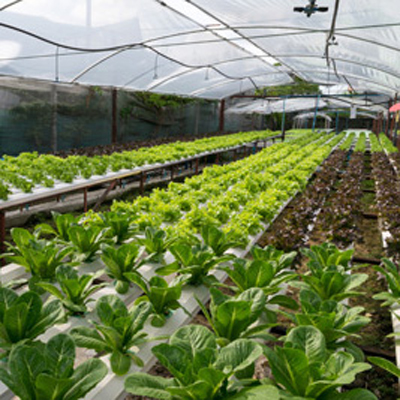 Gewächshausbelüftung